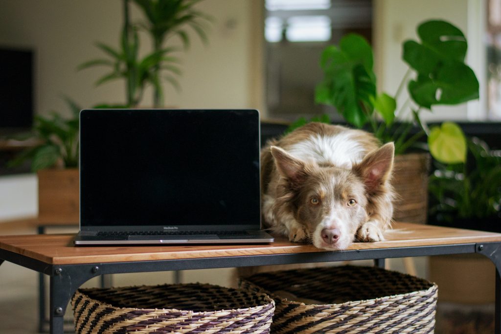The top 5 Remote Work distractions & how to stop them